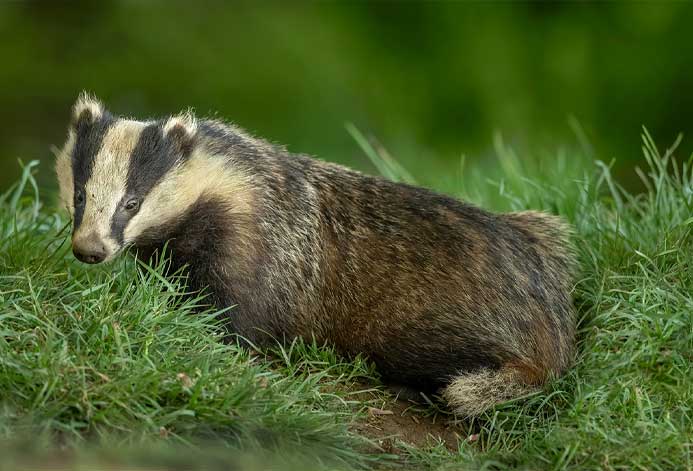 Badger Ecology