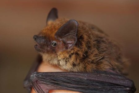 bat