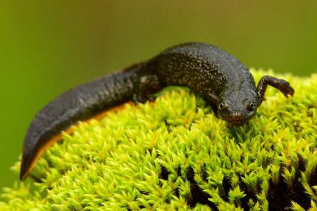 newt