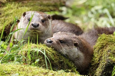 otter2