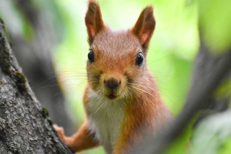 red_squirrel_about