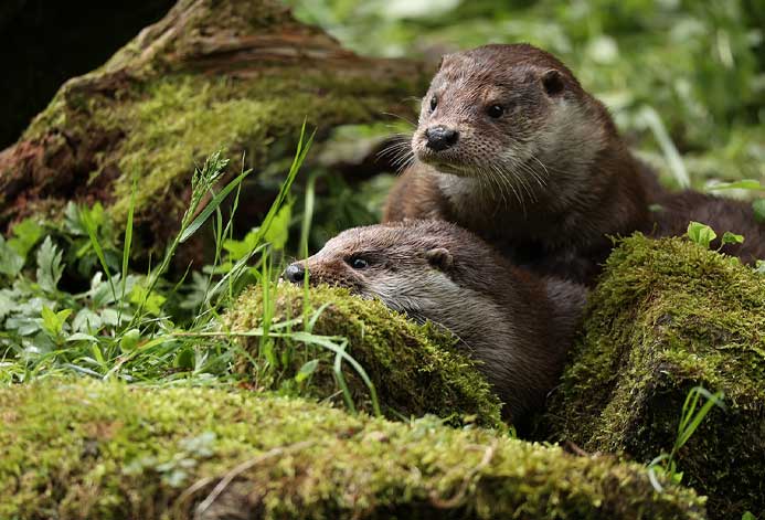 Otter Populations